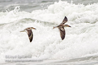 Black Skimmer