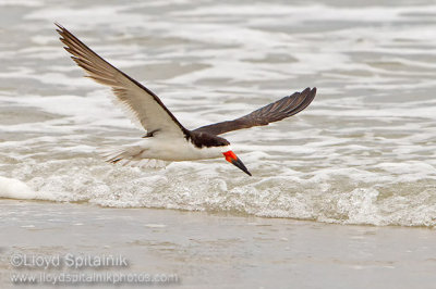 Black Skimmer