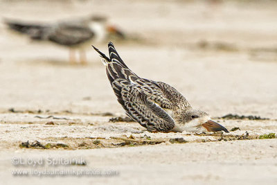 Black Skimmer