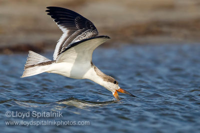 Black Skimmer