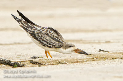 Black Skimmer