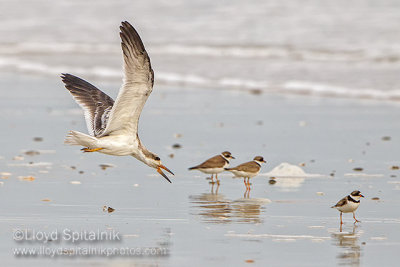 Black Skimmer