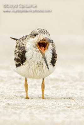 Black Skimmer