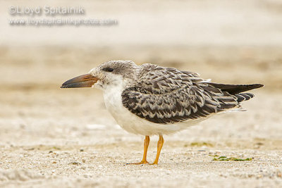 Black Skimmer