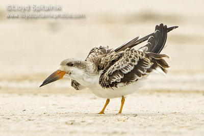 Black Skimmer