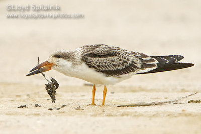 Black Skimmer