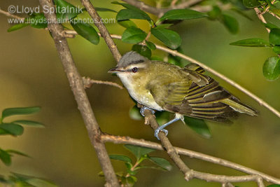 Red-eyed Vireo