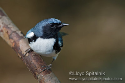 Black-throated Blue Warbler