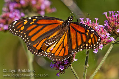 Monarch (female)