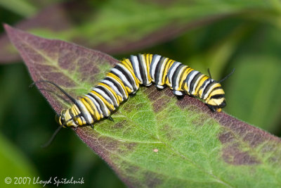 Monarch Caterpillar