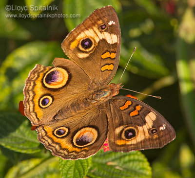 Common Buckeye