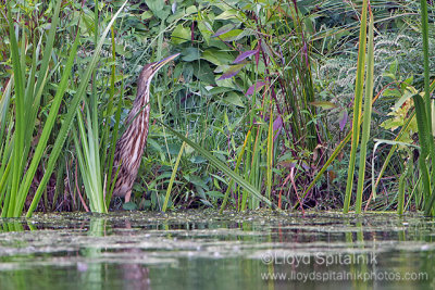 American Bittern