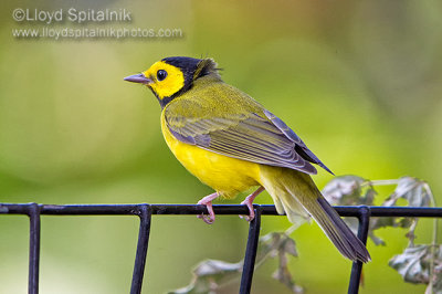 Hooded Warbler