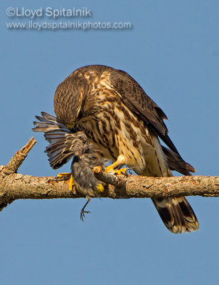 Merlin