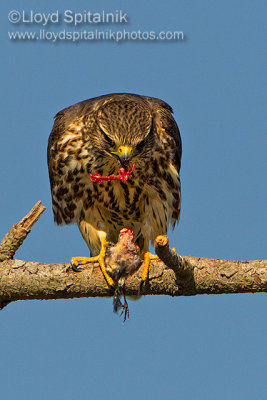 Merlin