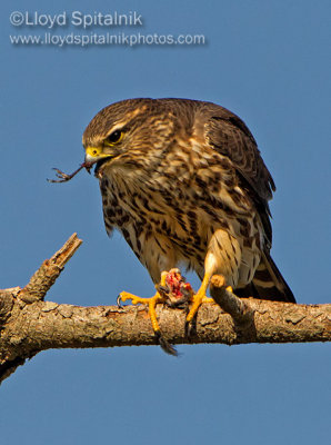 Merlin