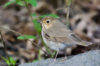 Swainson's Thrush