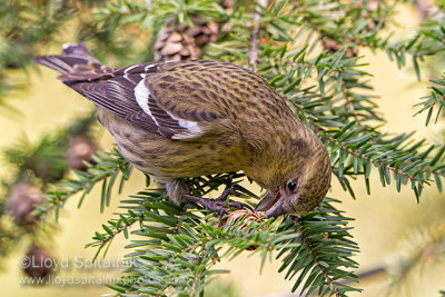 White-winged Crossbill