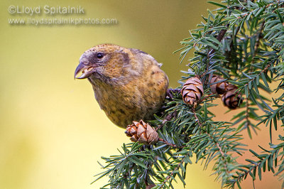 White-winged Crossbill