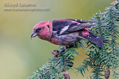 White-winged Crossbill (adult male)