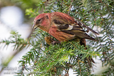 White-winged Crossbill (immature male)