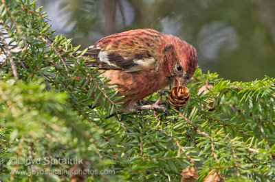 White-winged Crossbill