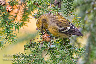 White-winged Crossbill