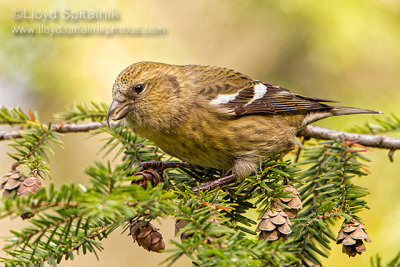 White-winged Crossbill (female)