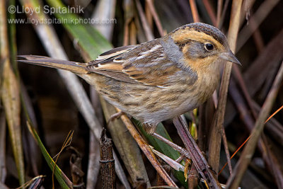 Nelson's Sparrow