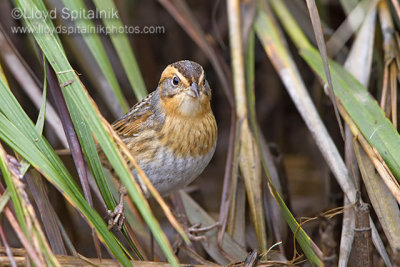 Nelson's Sparrow