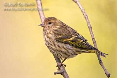 Pine Siskin