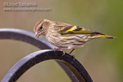 Pine Siskin