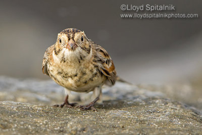 Lapland Longspur 