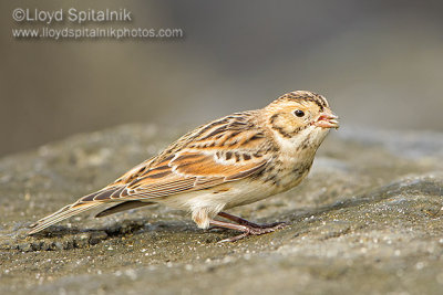 Lapland Longspur 
