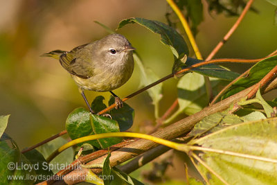 Orange-crowned Warbler