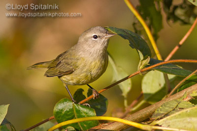 Orange-crowned Warbler