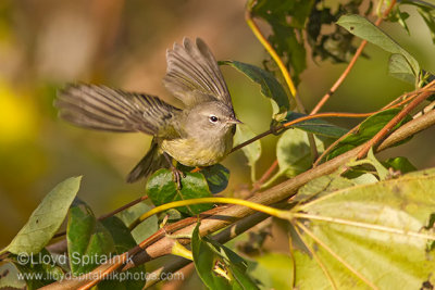 Orange-crowned Warbler