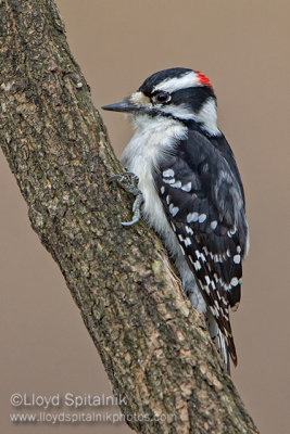 Downy Woodpecker