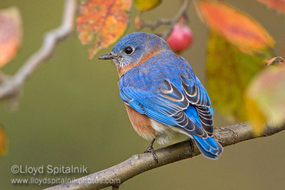 Eastern  Bluebird