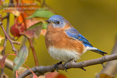 Eastern  Bluebird