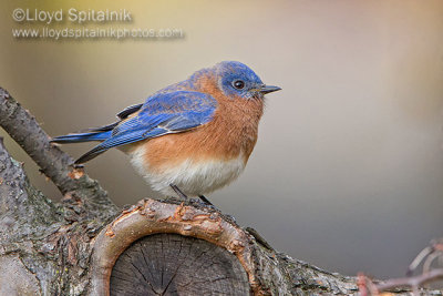 Eastern  Bluebird