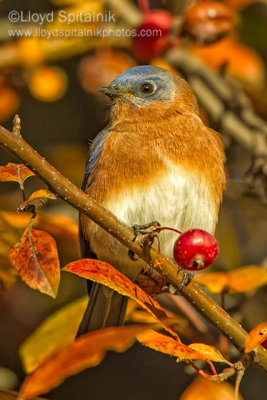 Eastern  Bluebird