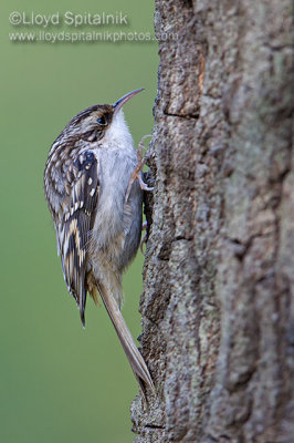 Brown Creeper