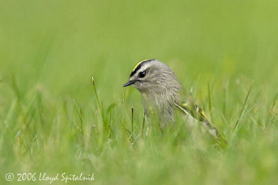 Golden-crowned Kinglet