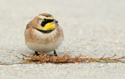 Horned Lark