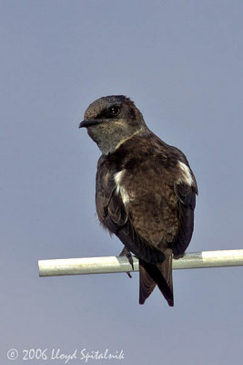 Purple Martin