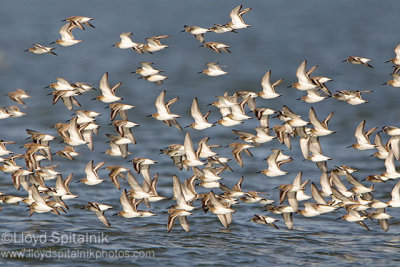 Dunlin