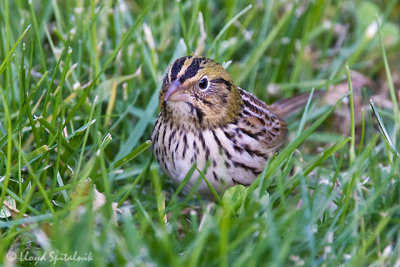 Henslow's Sparrow