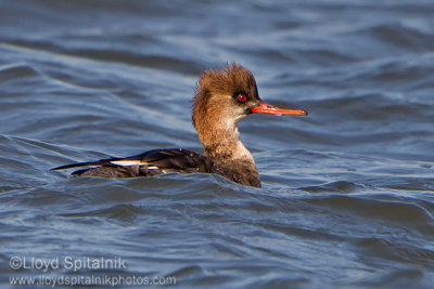 Red-breasted Merganser (immature male)