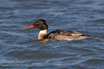 Red-breasted Merganser 